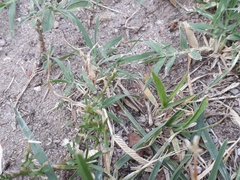 Acrididae