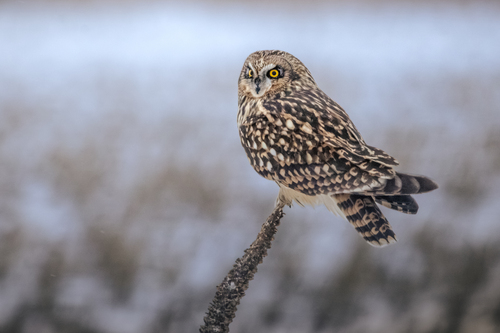 Short-eared Owl, photo 5 of 8