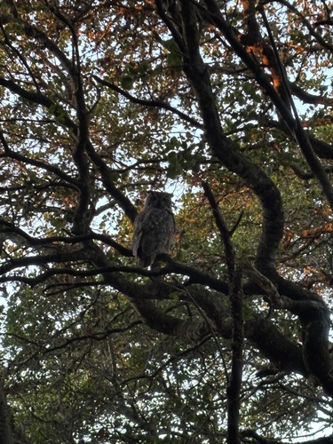 View observation of {o.common_name} on iNaturalist