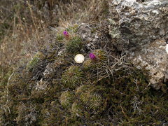Echinofossulocactus lamellosus