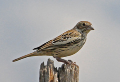 Lark Bunting photo 3