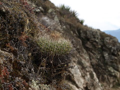 Echinofossulocactus lamellosus