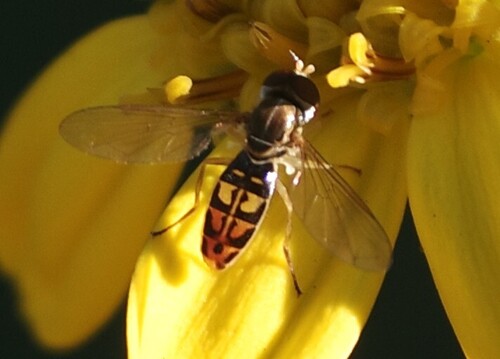 Unknown species found near NH Arboretum