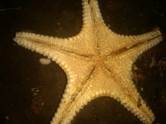 Pentaceraster cumingi