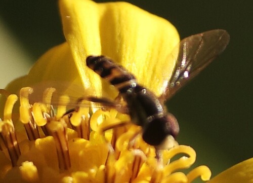 Unknown species found near NH Arboretum