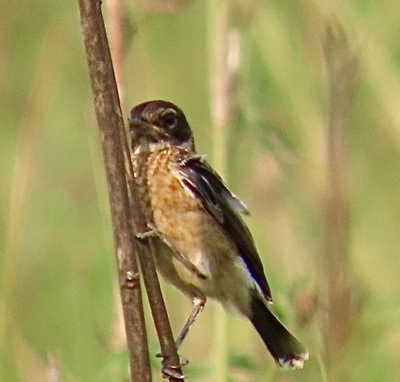 African Stonechat
