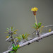 Trigonopterum laricifolium - Photo (c) Ryan McMinds,  זכויות יוצרים חלקיות (CC BY)