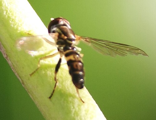 Unknown species found near NH Arboretum