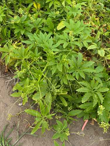 Cyclanthera pedata, photograph 5