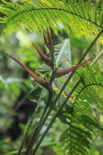 Heliconia virginalis