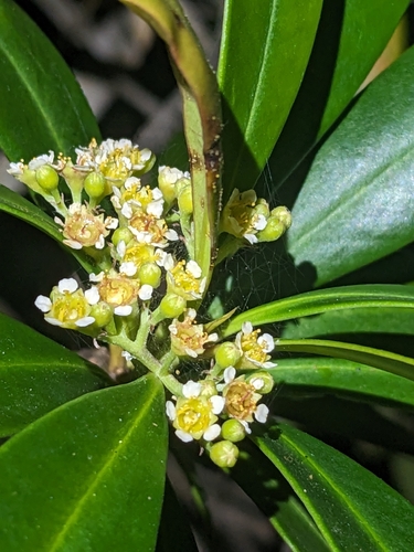 River Gum (Tristaniopsis exiliflora)