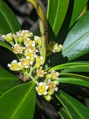 Tristaniopsis exiliflora, photograph (c) Matt B, some rights reserved (CC BY)