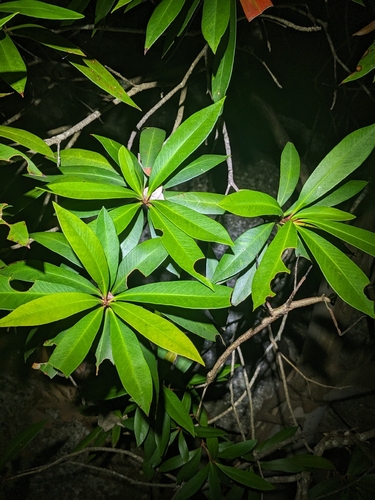 Tristaniopsis exiliflora, photograph 5