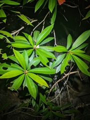 Tristaniopsis exiliflora, photograph (c) Matt B, some rights reserved (CC BY)