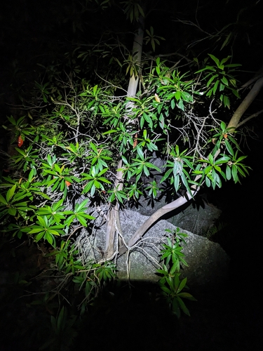 Tristaniopsis exiliflora, photograph 6