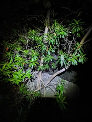 Tristaniopsis exiliflora, photograph (c) Matt B, some rights reserved (CC BY)