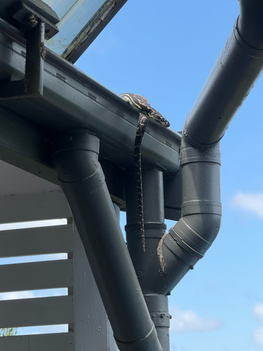 Coastal Carpet Python sighting