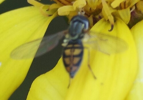 Unknown species found near NH Arboretum