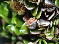 Notogrammitis crassior