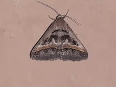 Acantholipes trajecta