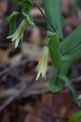 Uvularia