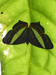 Cyrestis acilia