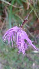 Dianthus pygmaeus