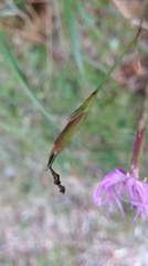 Dianthus pygmaeus