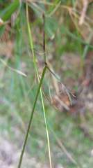 Dianthus pygmaeus