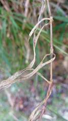 Dianthus pygmaeus