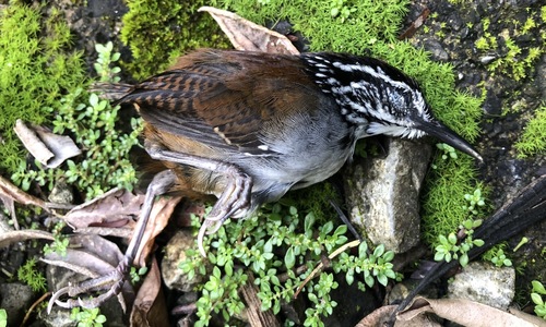 White-breasted Wood Wren (Henicorhina leucosticta), photo 5