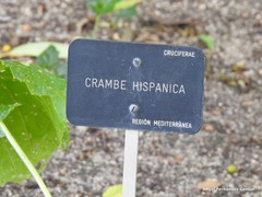 Crambe hispanica
