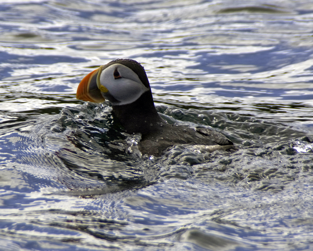 Atlantic Puffin