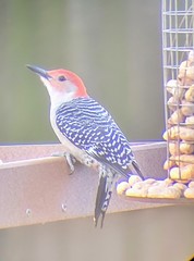 Melanerpes carolinus