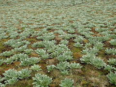Pleurophyllum hookeri