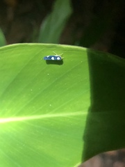 Juliaca satelles
