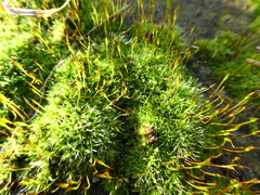Tortula muralis