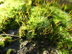 Tortula muralis