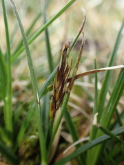 Carex edura