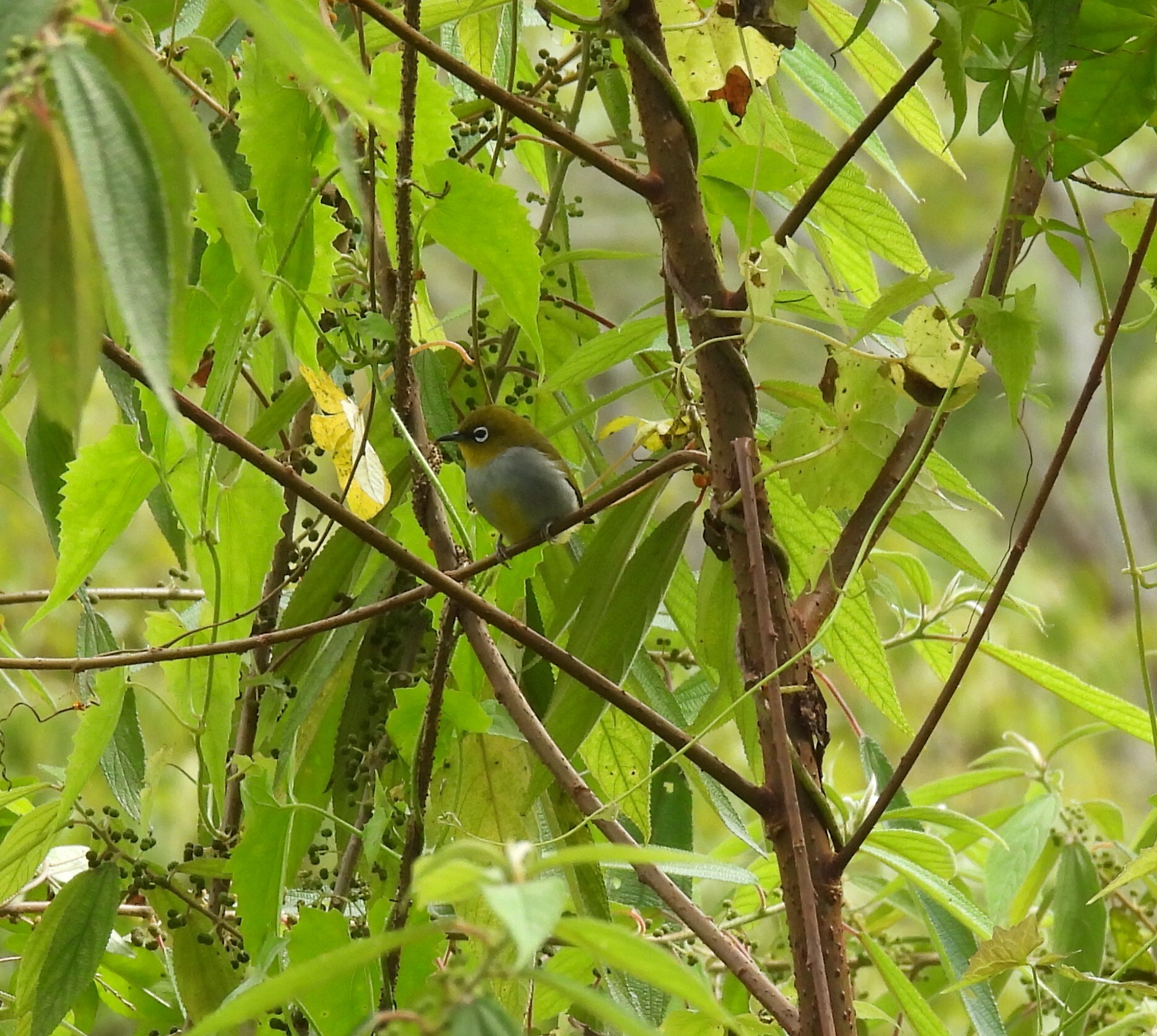 Hume's White-eye (Zosterops auriventer), photo 5