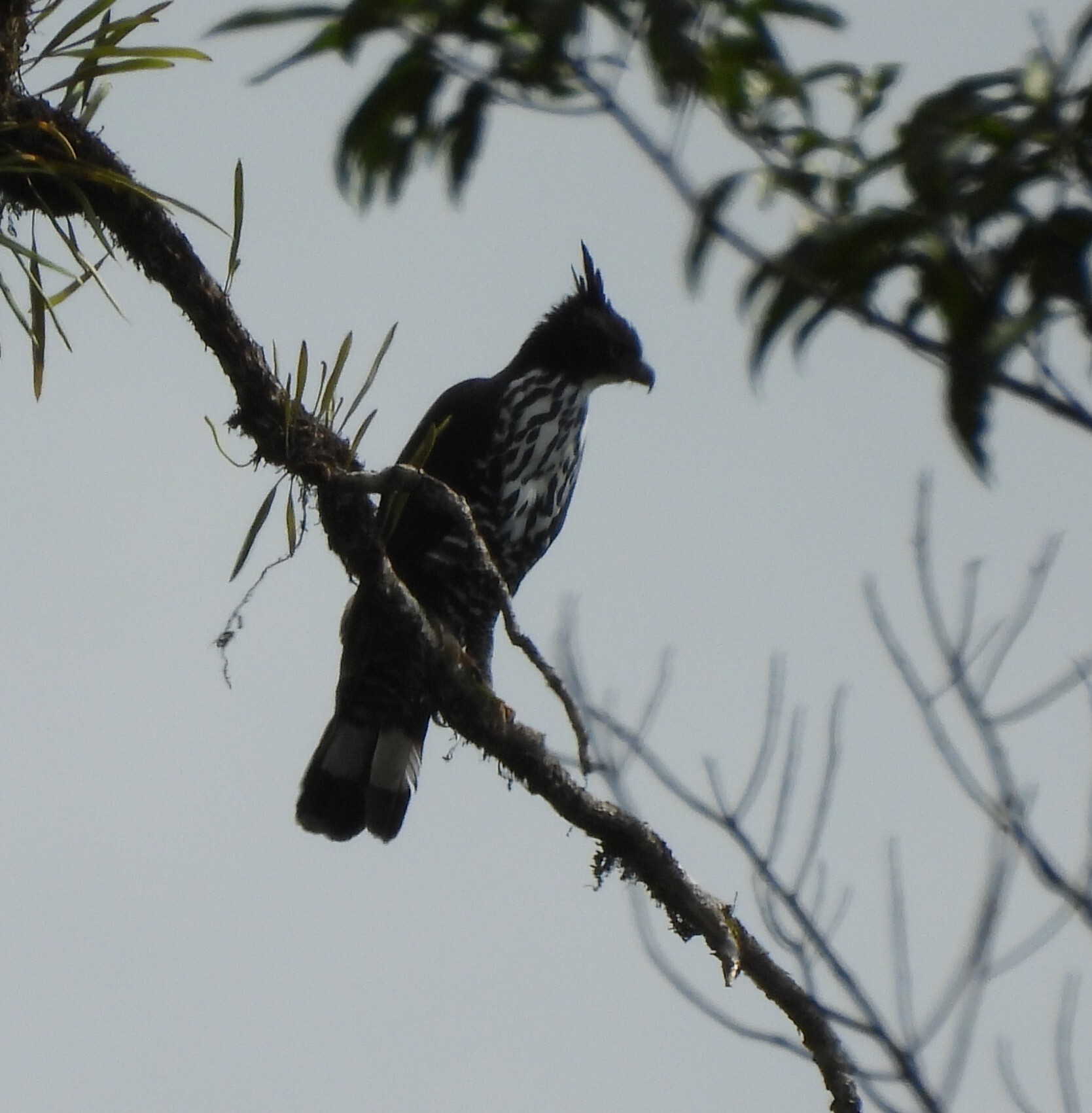 Blyth's Hawk-Eagle (Nisaetus alboniger), photo 2