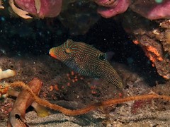 Canthigaster papua