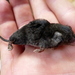 Talamancan Small-eared Shrew - Photo (c) Clint Morgan, some rights reserved (CC BY-NC), uploaded by Clint Morgan