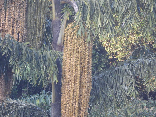 Giant mountain fishtail palm (Caryota maxima)