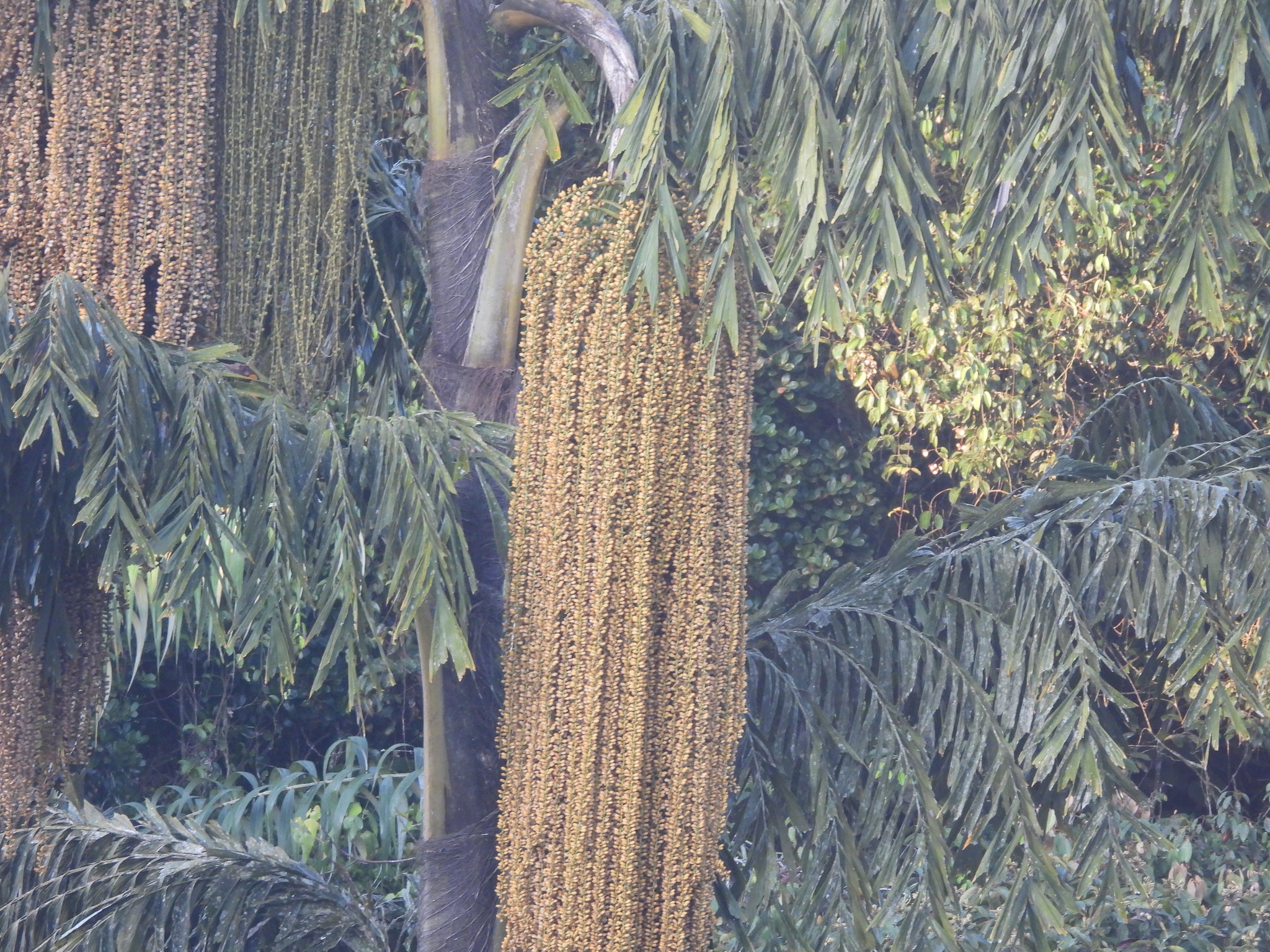Giant Mountain Fishtail Palm (Caryota maxima)