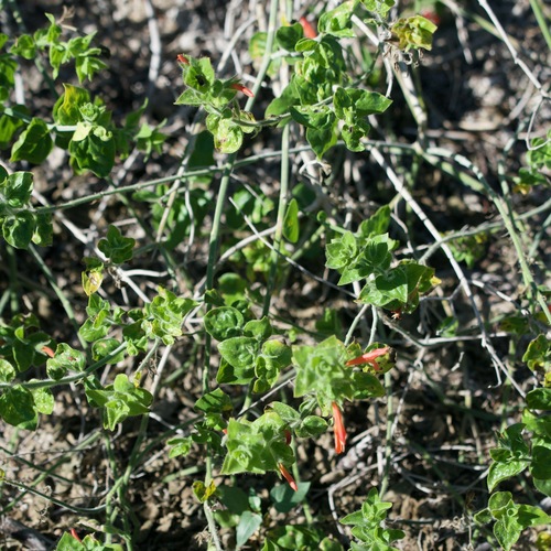 Image of Justicia purpusii by (c) Bill Levine, some rights reserved (CC BY)