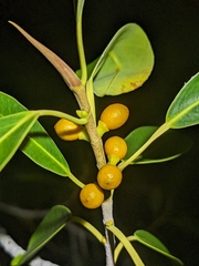Ficus obliqua, photograph (c) Matt B, some rights reserved (CC BY)
