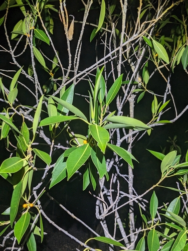 Ficus obliqua, photograph 4
