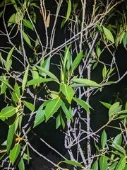 Ficus obliqua, photograph (c) Matt B, some rights reserved (CC BY)
