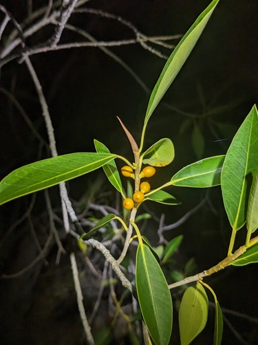 Ficus obliqua, photograph 5